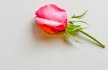 rose