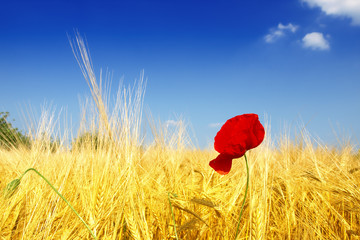 corn poppy in wheat field