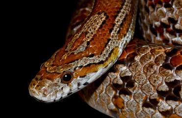 Snake isolated on black background