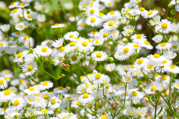 field with beautiful camomiles