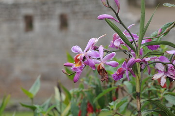 Fleur au Machu Picchu
