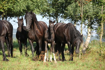 Nice horses on pasturage