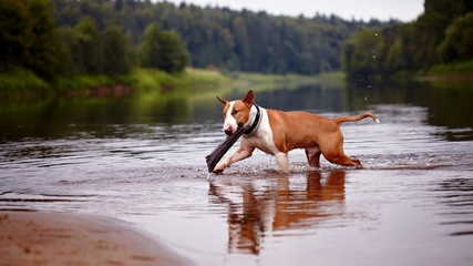 The English red bull terrier plays with a stick in the river