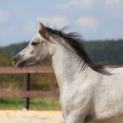 Nice grey stallion with flying mane