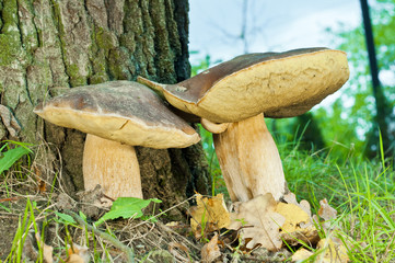 Two mushrooms - (Borowik edulis)
