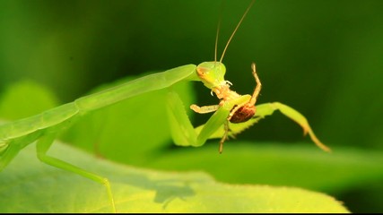 Mantis eat spiders on the leaves