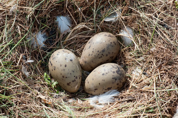 Seagull eggs