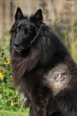 Injured groenendael after fight with other dog