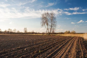 Fotobehang plowed field and birch tree © milosz_g