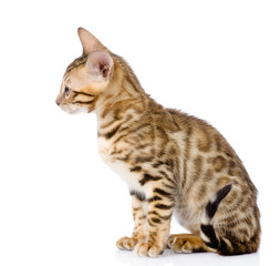 purebred bengal kitten. isolated on white background