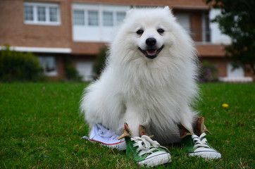Japanese Spitz in sports shoes, close-up