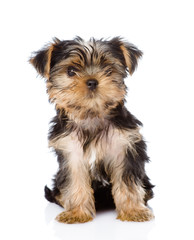 Yorkshire Terrier puppy sitting in front. isolated on white 