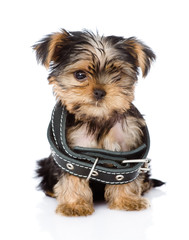 little Yorkshire Terrier  puppy wearing big collar. isolated