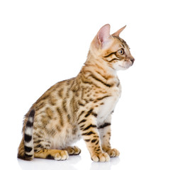 purebred bengal kitten. isolated on white background