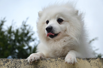 Japanese Spitz with his tongue hanging out, close-up