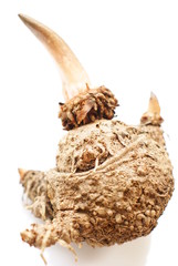 Elephant yam, Stanley s water-tub, Konjac