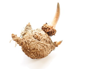 Elephant yam, Stanley s water-tub, Konjac
