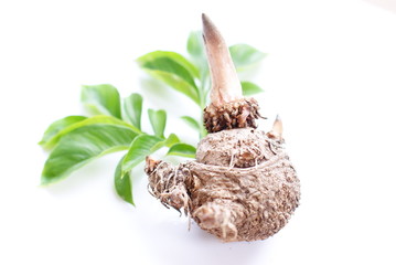 Konjac, Elephant yam, Stanley s water-tub