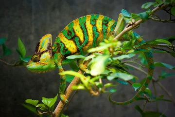 Peel and stick wall murals Chameleon Veiled chameleon