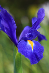 Dutch Iris Professor Blaauw, glistens after rain in the garden
