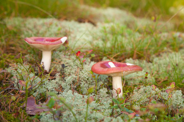 russula mushrooms