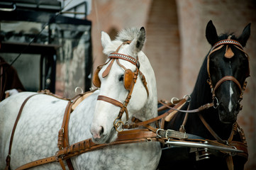 Obraz premium horse carriage