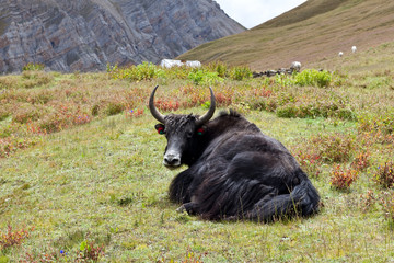 Yak on the grass, Nepal
