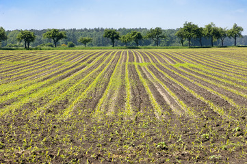 Feld mit Baumreihe