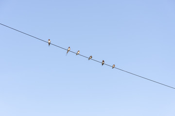 Swallows on cable