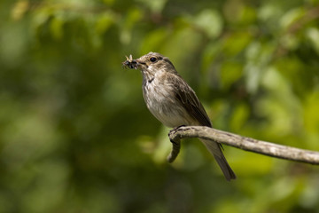 Flycatcher with insect