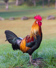 Rooster