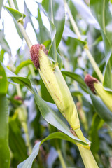 Ripening corn