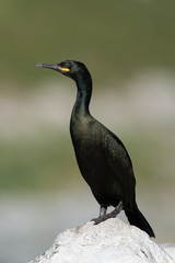 Krähenscharbe, European Shag, Phalacrocorax aristotelis