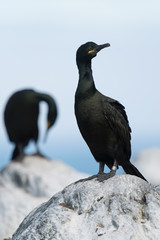 Krähenscharbe, European Shag, Phalacrocorax aristotelis