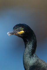 Krähenscharbe, European Shag, Phalacrocorax aristotelis