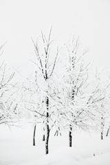 winter trees