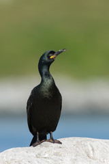 Krähenscharbe, European Shag, Phalacrocorax aristotelis