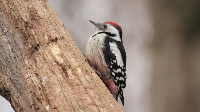 Middle spotted Woodpecker
