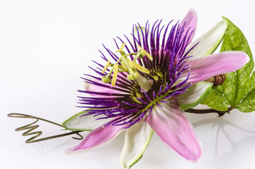 Passionsblume:  passiflora x belotti, Studioaufnahme