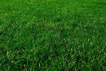 Real Grass Background.