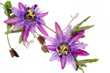Passionsblumen: passiflora violacea / Studioaufnahme - obrazy, fototapety, plakaty