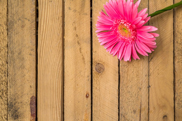 wood background wooden nature raw boards material flower gerbera
