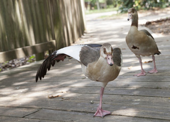 Fototapeta premium Egyptian Geese