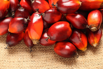 Oil Palm Fruit