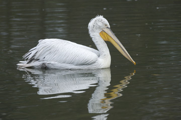 Dalmatian pelican, Pelecanus crispus