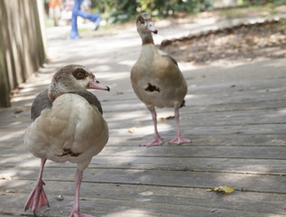 Egyptian Geese