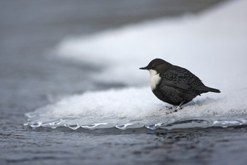 Black-bellied dipper, Cinclus cinclus cinclus