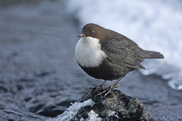 Black-bellied dipper, Cinclus cinclus cinclus
