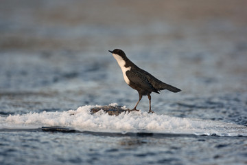 Black-bellied dipper, Cinclus cinclus cinclus