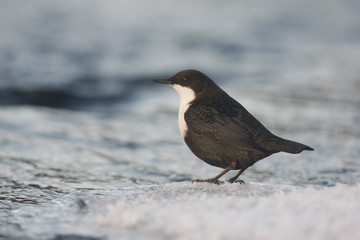 Black-bellied dipper, Cinclus cinclus cinclus